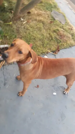 Cachorro raça Ñao sei idade 2 anos nome Princesa 