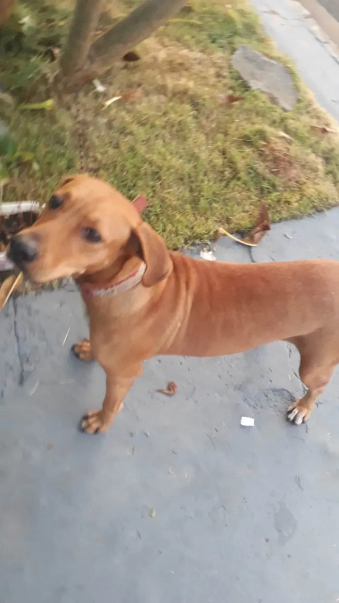 Cachorro ra a Ñao sei idade 2 anos nome Princesa 