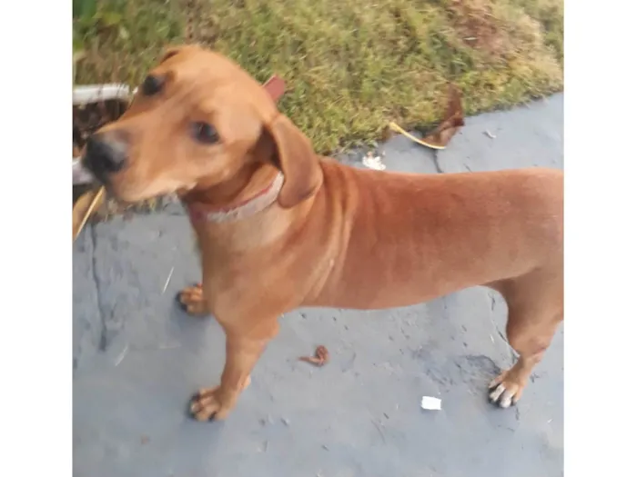 Cachorro ra a Ñao sei idade 2 anos nome Princesa 