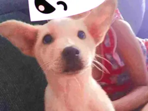 Cachorro raça Show show com viralata idade 2 a 6 meses nome Kiara