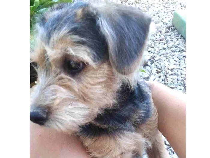Cachorro ra a Dachshund com poodle idade 2 a 6 meses nome Apolo