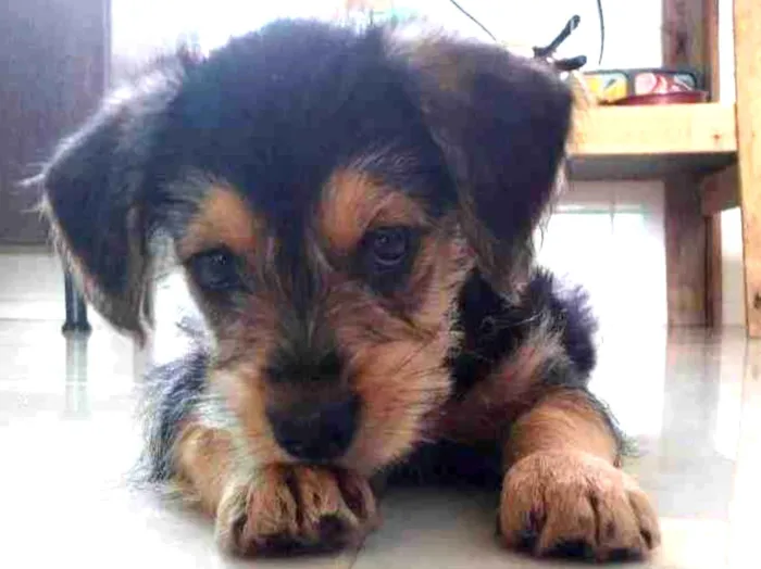 Cachorro ra a Dachshund com poodle idade 2 a 6 meses nome Apolo