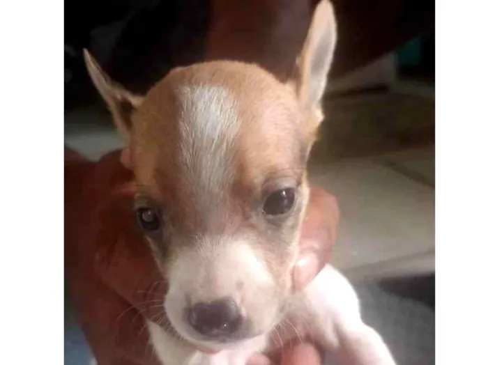 Cachorro ra a SRD-ViraLata idade Abaixo de 2 meses nome Não tem