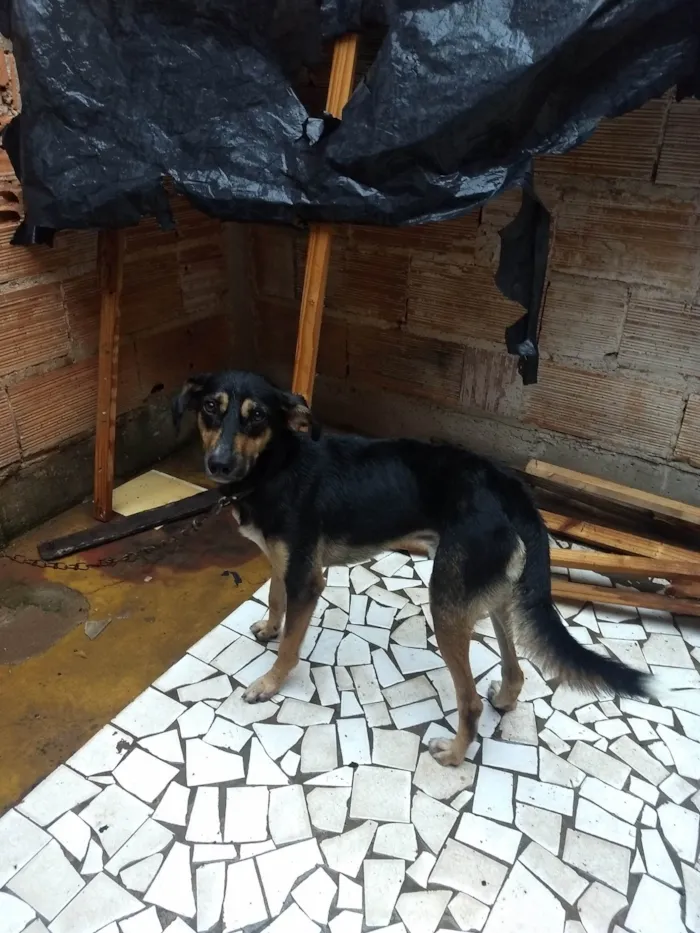 Cachorro ra a Viralata idade 2 anos nome Billi