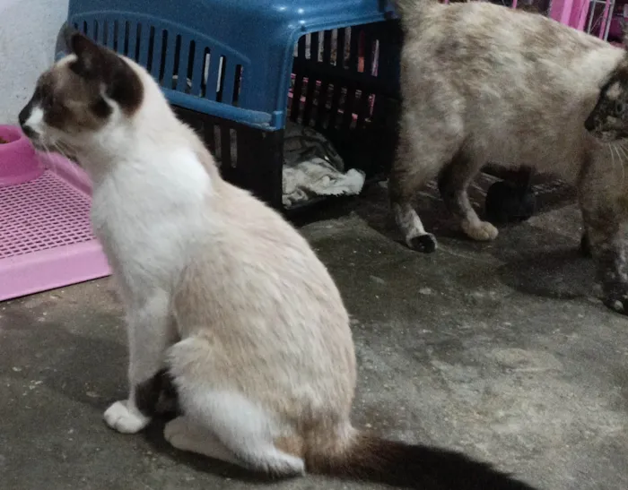 Gato raça SRD-ViraLata idade 2 a 6 meses nome Hugo