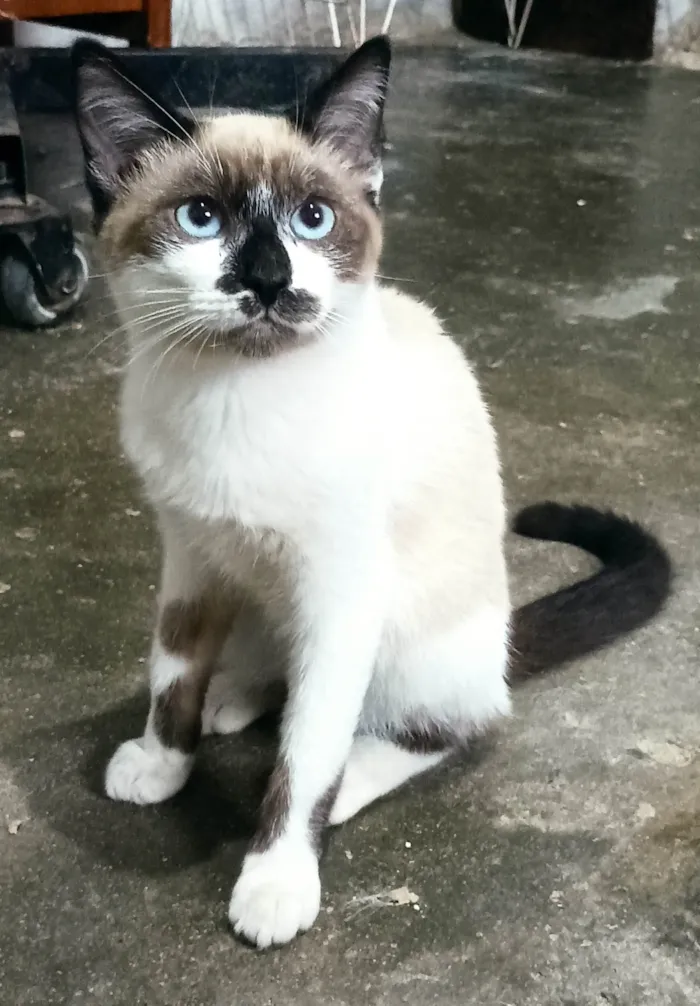 Gato raça SRD-ViraLata idade 2 a 6 meses nome Hugo