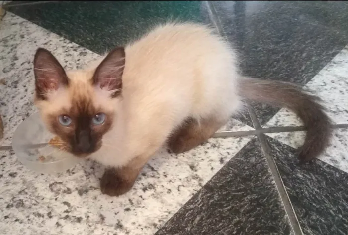 Gato ra a Siamês idade 2 a 6 meses nome Garfield 