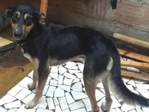 Cachorro raça Viralata idade 2 anos nome Billi