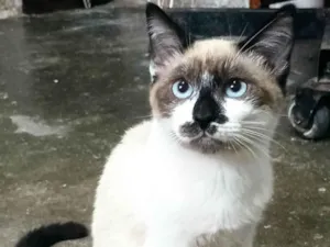 Gato raça SRD-ViraLata idade 2 a 6 meses nome Hugo