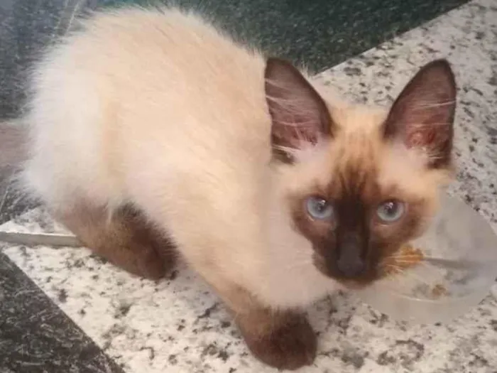 Gato ra a Siamês idade 2 a 6 meses nome Garfield 