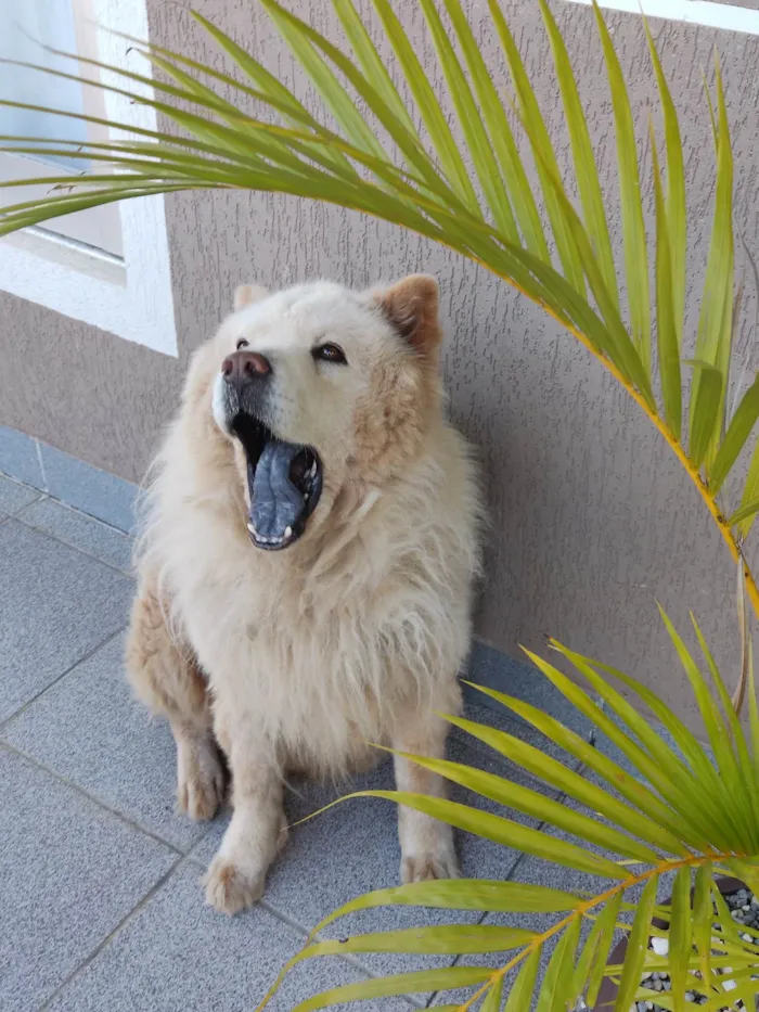 Cachorro ra a Chow Chow idade 3 anos nome Thor