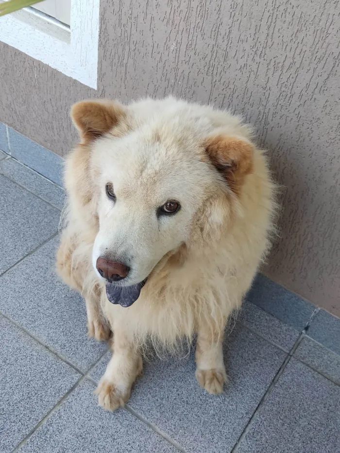 Cachorro ra a Chow Chow idade 3 anos nome Thor