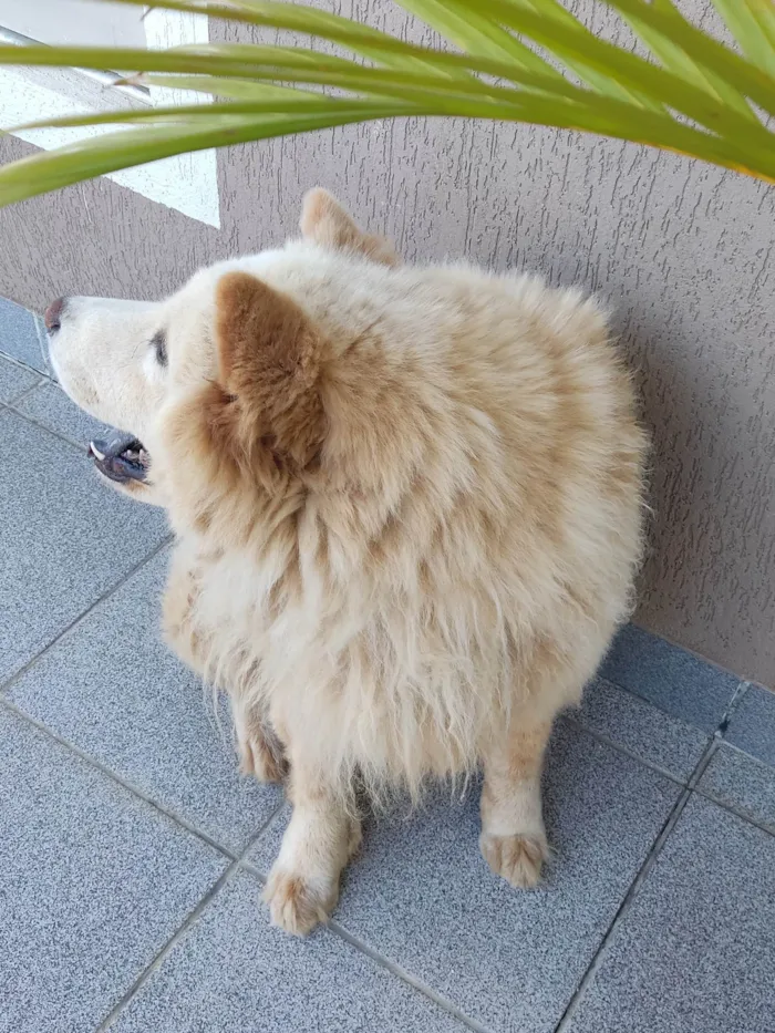 Cachorro ra a Chow Chow idade 3 anos nome Thor