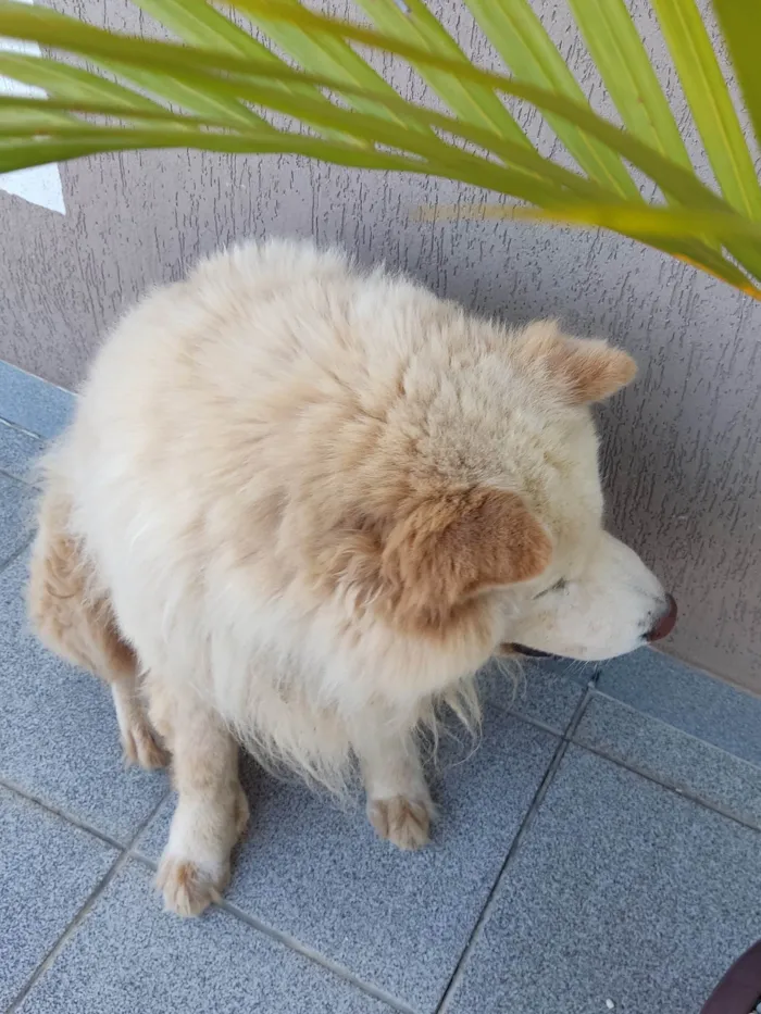 Cachorro ra a Chow Chow idade 3 anos nome Thor