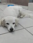 Sammy