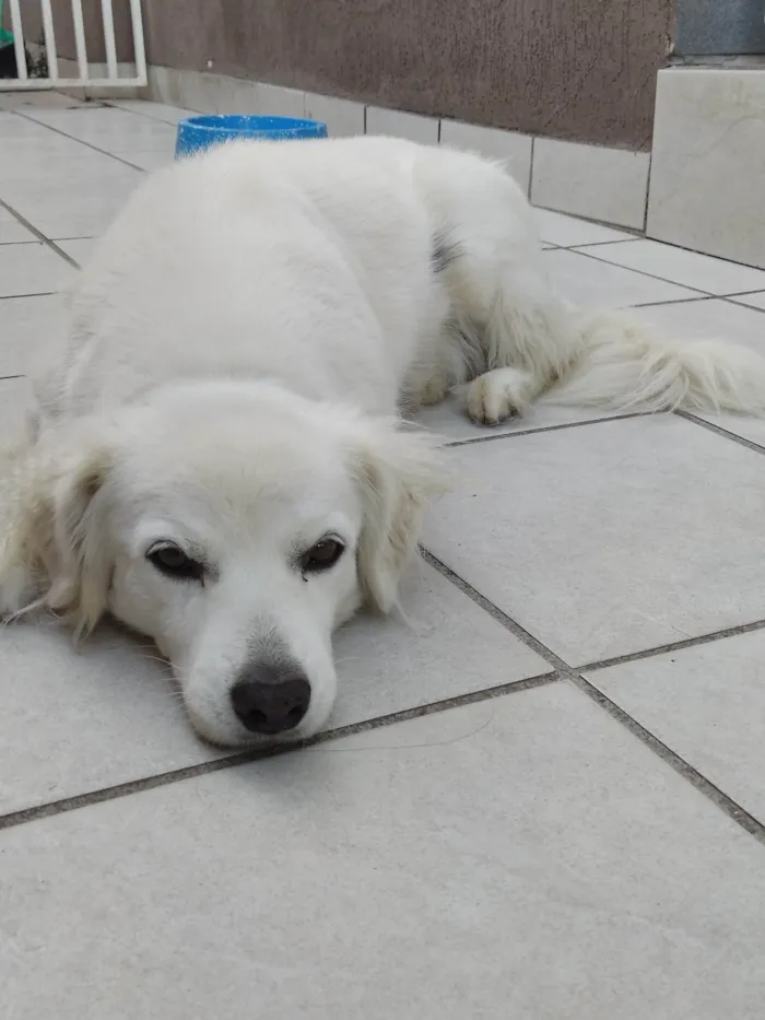 Cachorro ra a SRD-ViraLata idade 6 ou mais anos nome Sammy