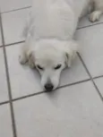 Sammy