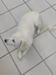 Sammy