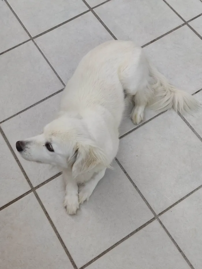Cachorro ra a SRD-ViraLata idade 6 ou mais anos nome Sammy