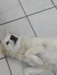 Sammy