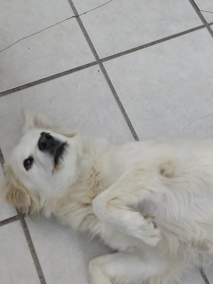 Cachorro ra a SRD-ViraLata idade 6 ou mais anos nome Sammy
