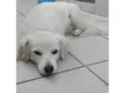Sammy