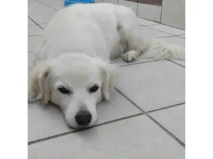 Cachorro raça SRD-ViraLata idade 6 ou mais anos nome Sammy