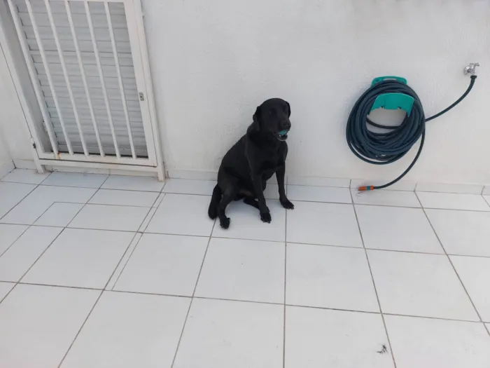 Cachorro raça Labrador idade 6 ou mais anos nome Snoopy
