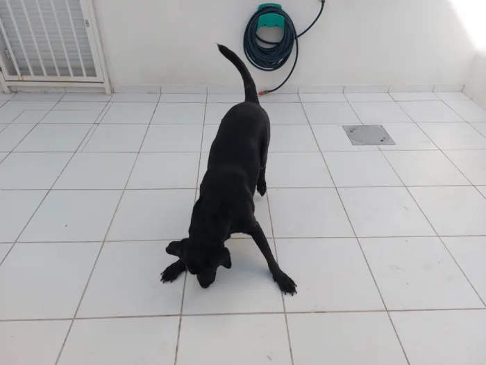 Cachorro raça Labrador idade 6 ou mais anos nome Snoopy