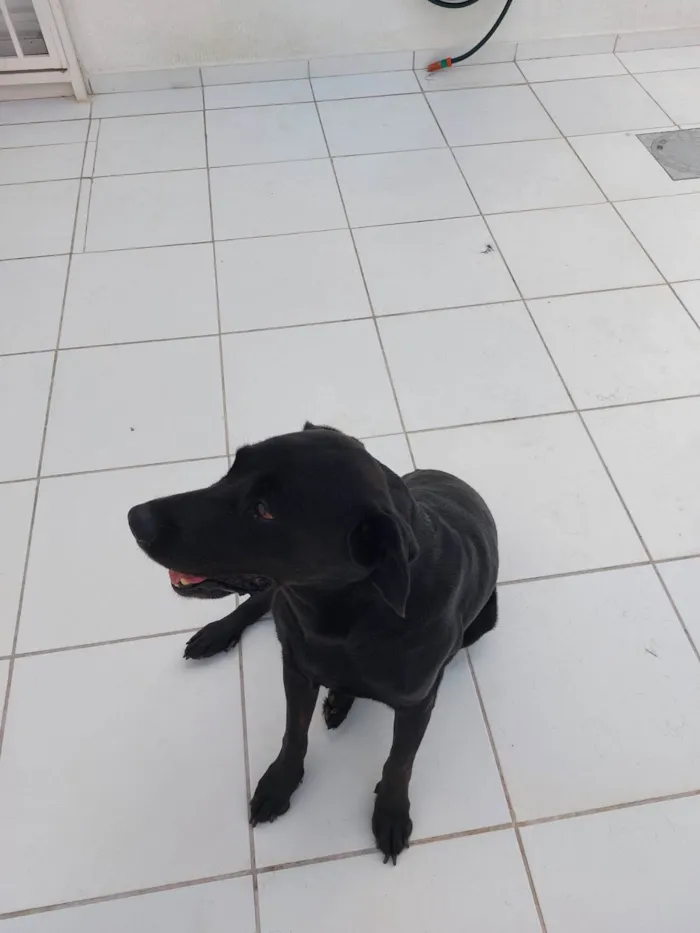 Cachorro raça Labrador idade 6 ou mais anos nome Snoopy