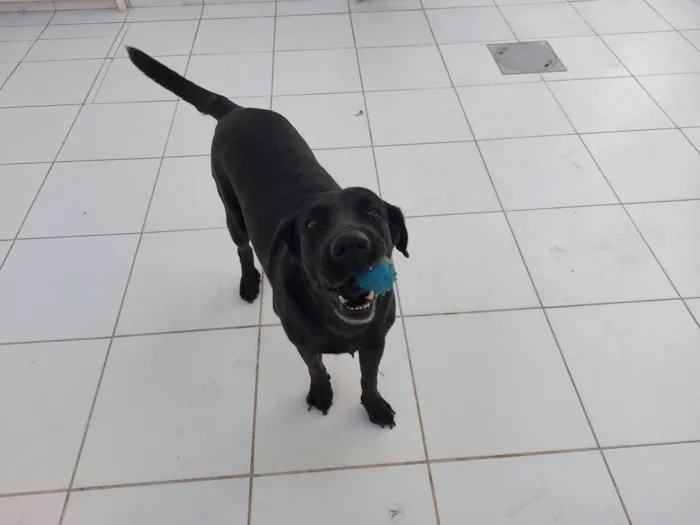 Cachorro raça Labrador idade 6 ou mais anos nome Snoopy