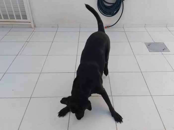 Cachorro raça Labrador idade 6 ou mais anos nome Snoopy