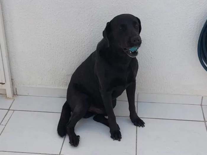 Cachorro raça Labrador idade 6 ou mais anos nome Snoopy