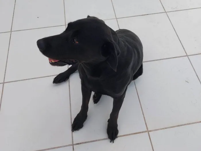 Cachorro raça Labrador idade 6 ou mais anos nome Snoopy