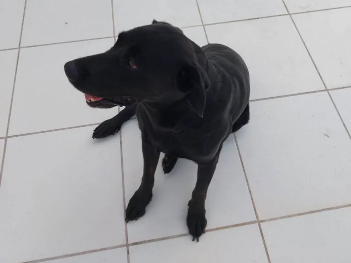Cachorro raça Labrador idade 6 ou mais anos nome Snoopy