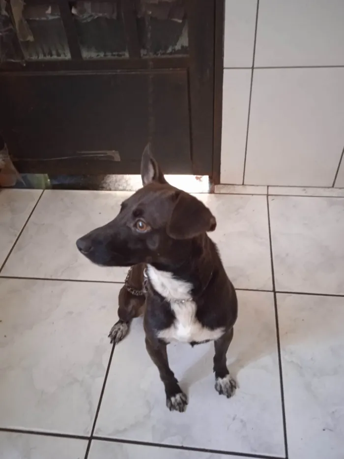 Cachorro ra a Biralata idade  nome Vinícius. Erin. Takemichi. Sovin