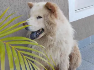 Cachorro raça Chow Chow idade 3 anos nome Thor