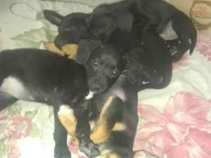 Cachorro raça SRD-ViraLata idade 2 a 6 meses nome Paçoca, e mais 5 irmãos 