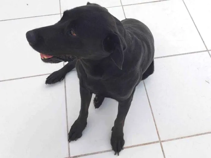 Cachorro raça Labrador idade 6 ou mais anos nome Snoopy