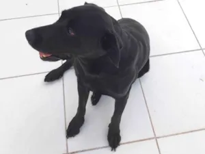 Cachorro raça Labrador idade 6 ou mais anos nome Snoopy