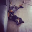 Totoin