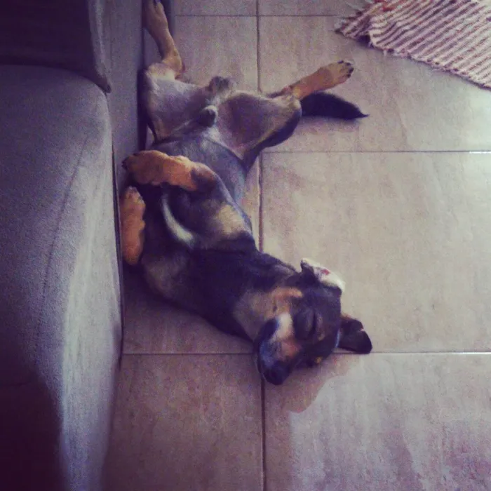 Cachorro ra a SRD-ViraLata idade 4 anos nome Totoin