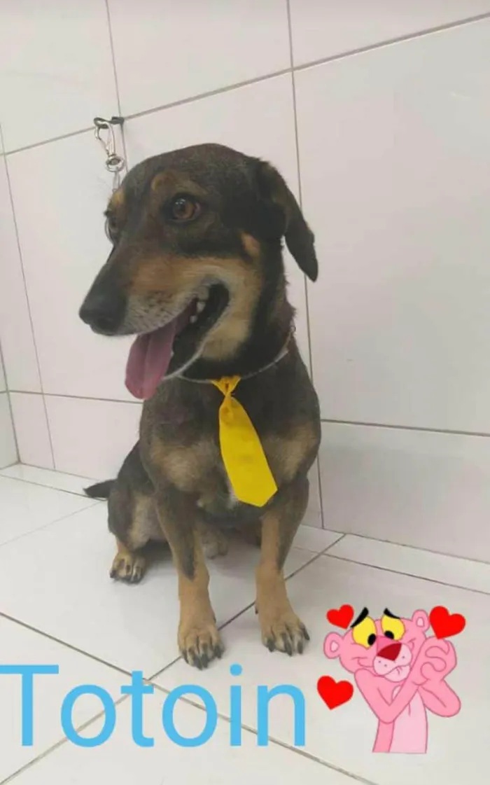 Cachorro ra a SRD-ViraLata idade 4 anos nome Totoin
