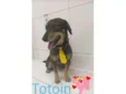 Totoin
