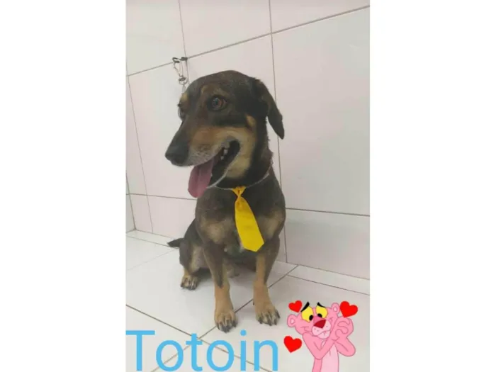 Cachorro ra a SRD-ViraLata idade 4 anos nome Totoin