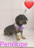 Penélope 