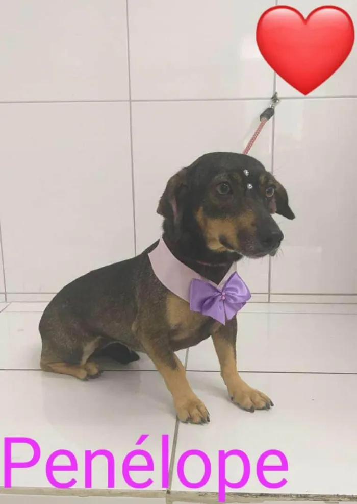 Cachorro ra a SRD-ViraLata idade 3 anos nome Penélope 