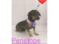 Penélope 