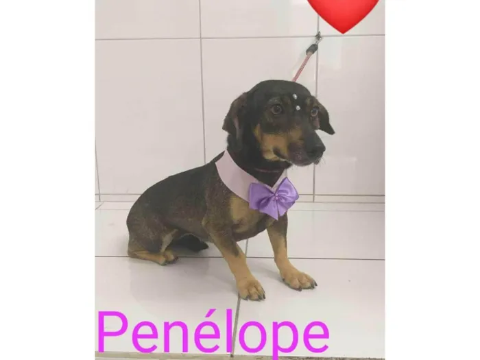 Cachorro ra a SRD-ViraLata idade 3 anos nome Penélope 