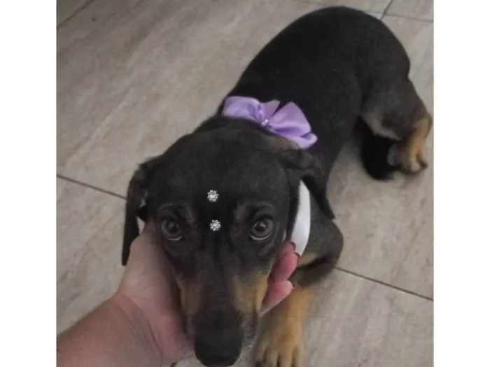 Cachorro ra a SRD-ViraLata idade 3 anos nome Penélope 